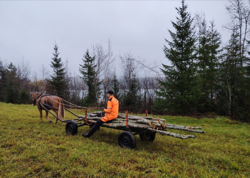 hevosmetsuri metsuri keuruu keski-suomi pirkanmaa ympäristöystävällinen luonnonmukainen suomenhevonen