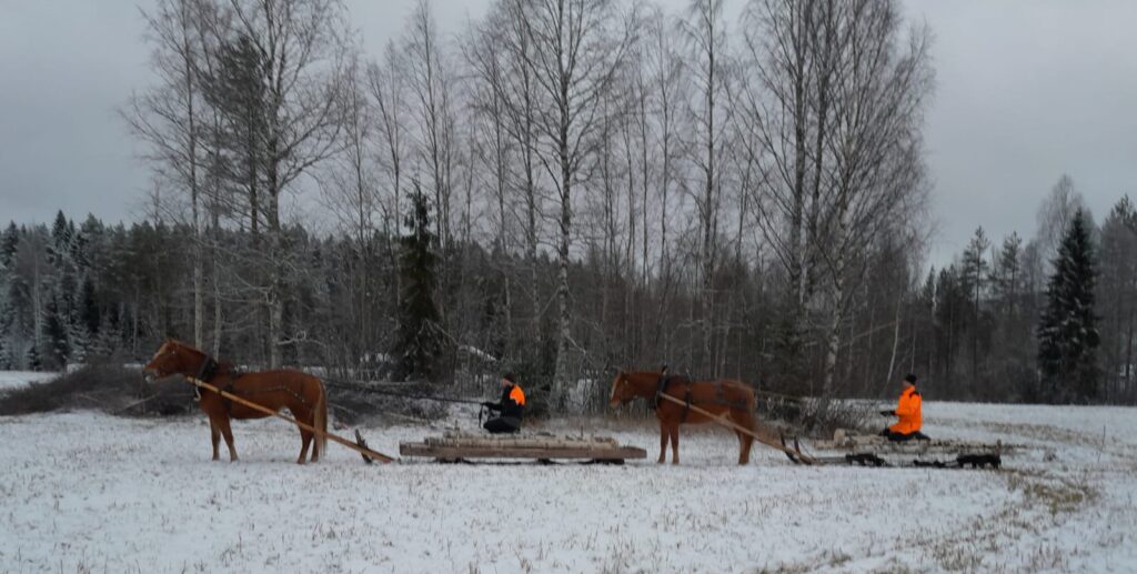 hevosmetsuri hevosmetsätyö puunajo hevosella metsuri suomenhevonen ympäristöystävällinen keuruu keski-suomi pirkanmaa